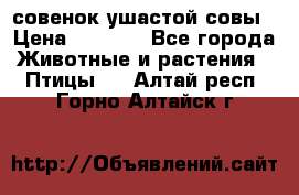 совенок ушастой совы › Цена ­ 5 000 - Все города Животные и растения » Птицы   . Алтай респ.,Горно-Алтайск г.